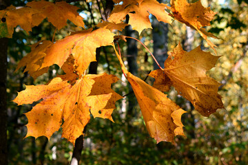 autumn maple leaves