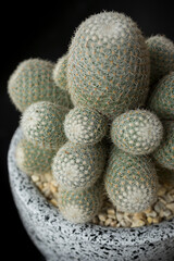 Cactus Background