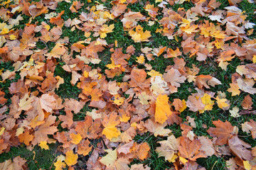 autumn leaves background