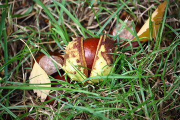 Kastanien in der Wiese, bei Sonnenschein im Herbst