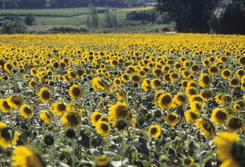 プロヴァンスのひまわり畑