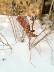Close-up of a single bent leaf on a branch with frost on the background of a white snowdrift