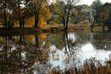 Fototapeta premium autumn in the park