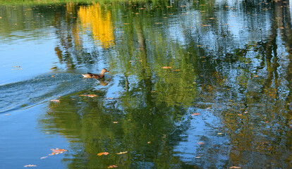 reflections in the water