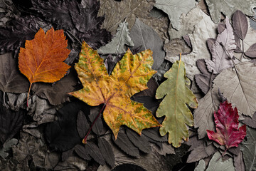 Autumn colors. Dry autumn colored leaves close up