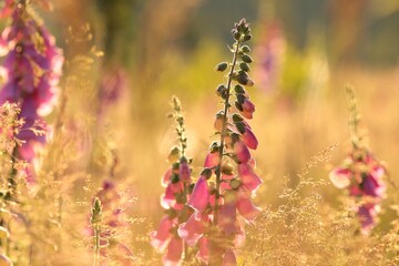Purple foxglove - Digitalis purpurea during sunrise