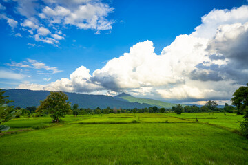 Obraz premium Rice fields farm of countryside of thailand