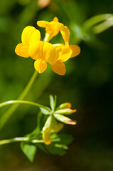 Bird's-Foot Treefoil in summer