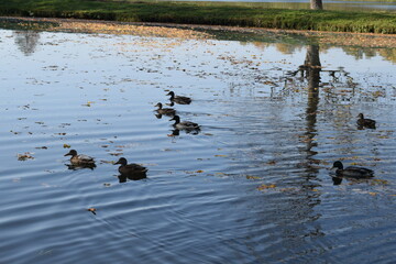 ducks on the lake