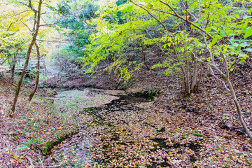 九重連山の東麓、黒岳原生林で湧く男池湧水群の紅葉