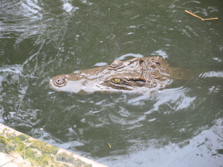 alligator in a pond