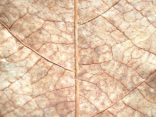 Closeup macro brown dry leaf with detail and blurred for background ,texture of a leave