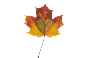 Maple leaf heart on a beautiful multicolored autumn maple leaf on a white background