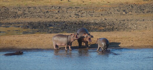 Hippos in the Kruger National Park