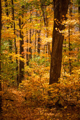 autumn forest in the afternoon