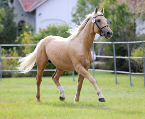 Obraz na płótnie Canvas Purebred horse runs gallop in summer corral between metal fences
