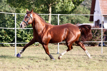  Purebred horse runs gallop in summer corral between metal fences