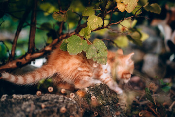 Charming kitten with a red and white striped tail, rear view. The little orange kitten is walking on the nature among the green bushes.