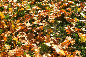 autumn leaves background