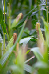 Fototapeta premium Panocha de maíz (Zea mays) en un campo