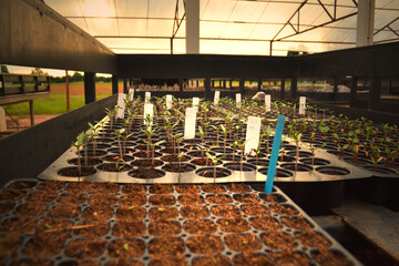 Plant propagation.
