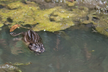 muskrat swimming in a stream