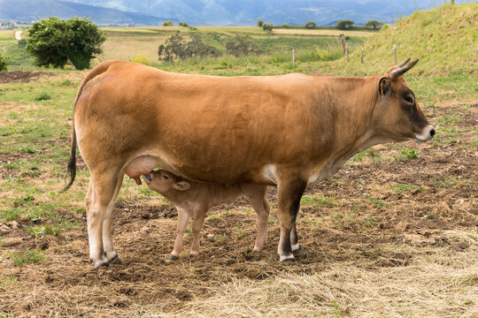 Vaca amamantando a ternero en un campo de pasto con paisaje de montañas de fondo
