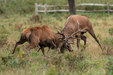 Two mature red stag deer fighting