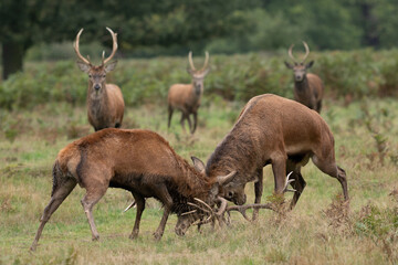 Naklejka na ściany i meble Young red stag deer watching two mature stags fighting