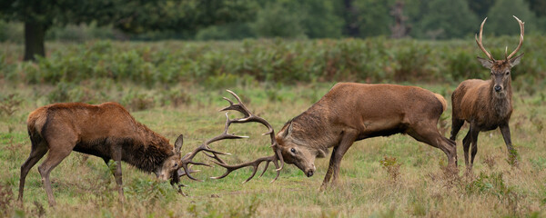 Fototapety  Young red stag deer watching two mature stags fighting