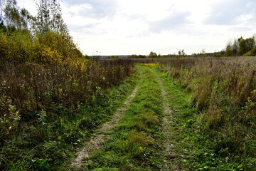 Fototapeta na wymiar trees and grass in autumn