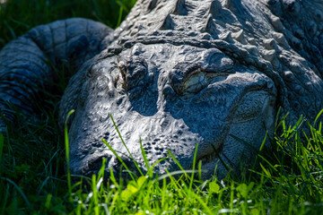 An American alligator closeup of his head and front legs while he sleeps in a grassy field