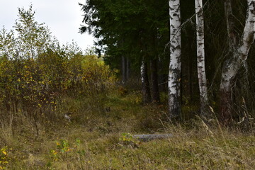 Fototapeta premium footpath in the woods