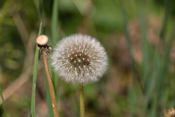 Dandelion flower Seed head, Utah