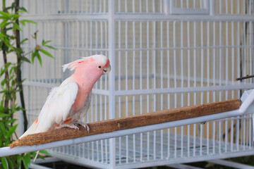 beautiful major mitchell bird or pink cockatoo