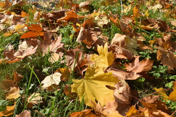 fallen autumn leaves