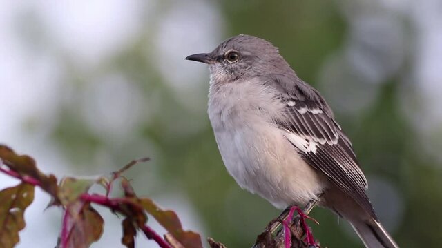 Northern Mockingbird, mimus polyglottos, perched on branch looks around slowly