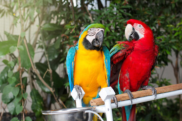 Beautiful scene of macaw couple, looked at each other.