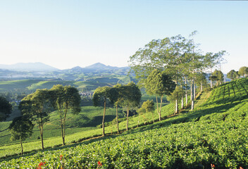 Fototapeta na wymiar ジャワ島の茶畑