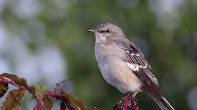 Northern Mockingbird, mimus polyglottos, perched on branch looks around slowly