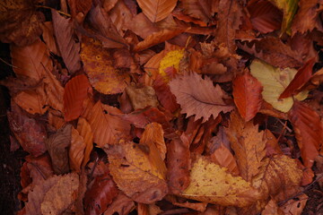 紅葉