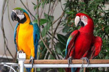 Beautiful scene of macaw couple