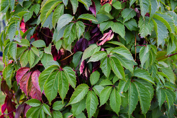 background of green large leaves