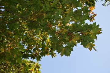 yellow leaves on a tree