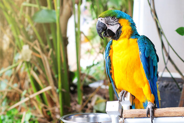 yellow and blue macaw, beautiful parrot bird