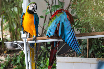 Beautiful scene of macaw couple