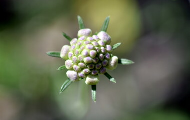 Knospe einer Witwenblume