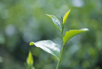 お茶の新芽