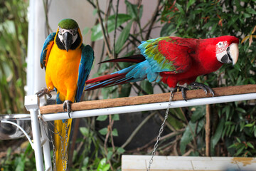 Beautiful scene of macaw couple