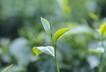 お茶の新芽